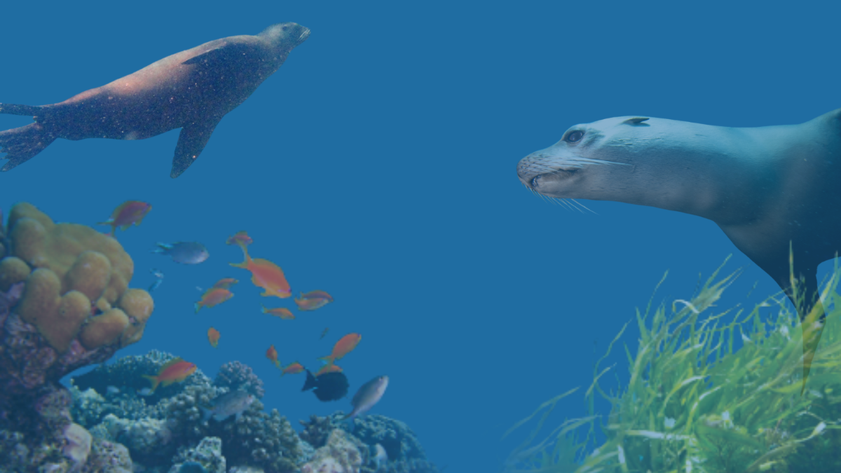 WaveTek Welfare: Transforming Aquatic Exhibits to Prioritize Marine Life Through Waves and Water Motion